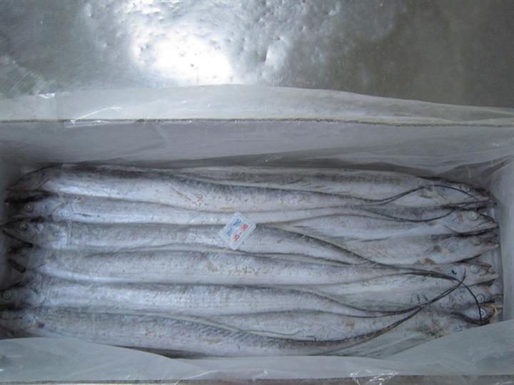 冻带鱼.jpg